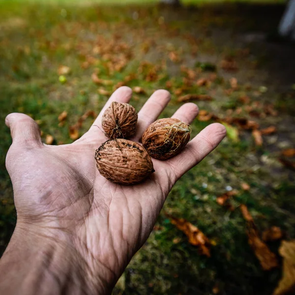 Closeup Male Hand Holding Three Tasty Walnuts Square Aspect Ratio — Stockfoto