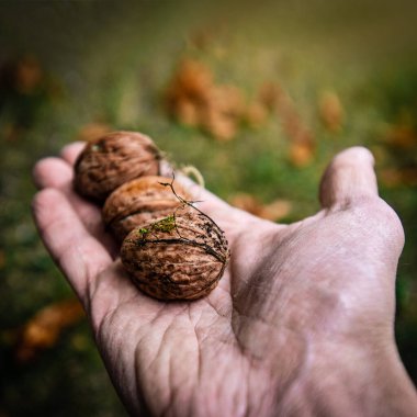 Erkek eli üç lezzetli ceviz tutuyor, kare görünüm oranına sahip.
