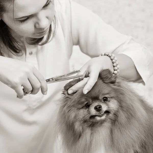 Schattig Klein Pomeranian Professionele Verzorging Dierenarts Kliniek — Stockfoto