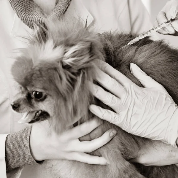 Poco Spitz Pomeraniano Conseguir Vacunación Contra Las Enfermedades —  Fotos de Stock