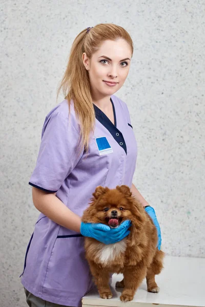 Νέοι Επαγγελματίες Κτηνίατροι Εκμετάλλευση Pomeranian Μετά Περιποίηση — Φωτογραφία Αρχείου