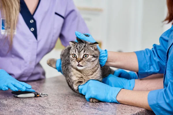 Deux Médecins Vétérinaires Vont Couper Des Griffes Chats — Photo