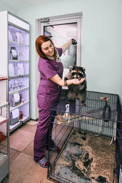 Portrait Smiling Vet Doctor Giving Food Raccoon —  Fotos de Stock