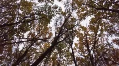 Sonbahar ormanlarında yürüyorum, eski uzun ağaçların tepelerini görüyorum.