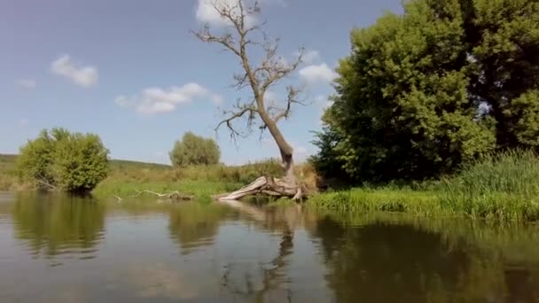 Långskott Ett Torrt Träd Stranden Från Floden — Stockvideo