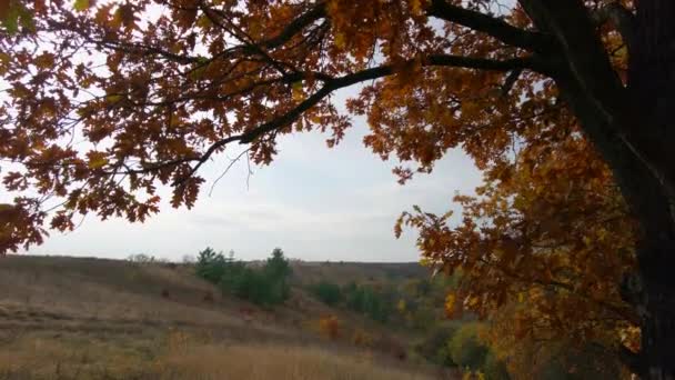 Осіннє Дубове Листя Лісі Луками Фоні Рух Зверху Вниз — стокове відео