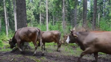 Karpatlar 'da ormanda otlamak için yürüyen inek sürüsü.