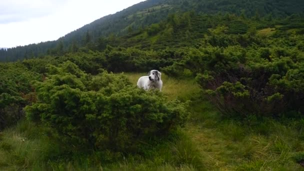 Gran Perro Guardián Ladrando Los Excursionistas Que Pasan Cárpatos Ucrania — Vídeos de Stock