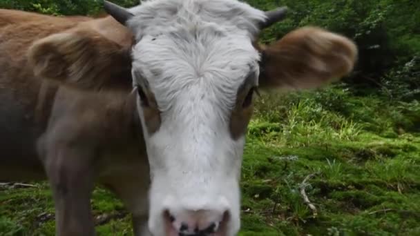 Słodkie Brązowy Krowa Patrząc Aparat Fotograficzny Karpacki Las — Wideo stockowe