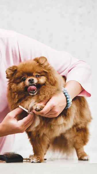 Lindo Pomeranian Poco Después Aseo Profesional Clínica Veterinaria —  Fotos de Stock