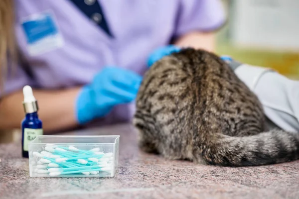 Closeup Vet Doctors Doing Check Scottish Fold Cat — Stockfoto