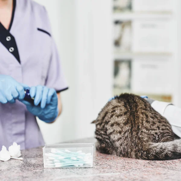 Yaralı Skoç Heteroseksüel Kediyi Tedavi Eden Iki Veteriner Doktor — Stok fotoğraf