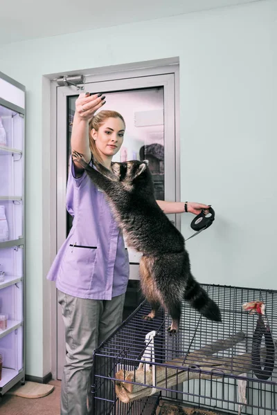 年轻女兽医喂养小浣熊的肖像 — 图库照片