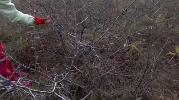 Samice Wyrywają Pozostałe Dzikie Jeżyny Krzaków Bez Liści Jesiennym Lesie — Wideo stockowe