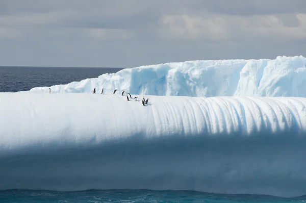 Penguenler ile buzdağı — Stok fotoğraf