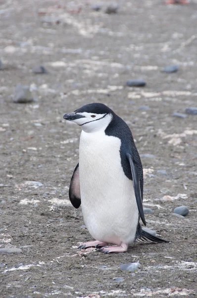 Pinguino Chinstrap che tiene la roccia. Isola antartica — Foto Stock