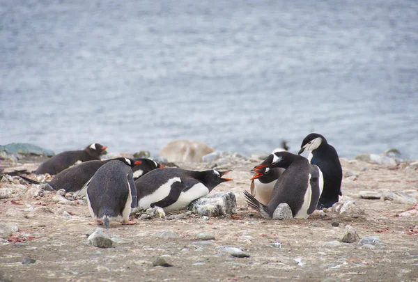 Wütende Pinguine auf antarktischer Insel — Stockfoto