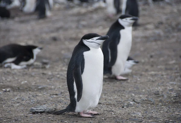 Kinnriemen-Pinguine auf antarktischer Insel — Stockfoto