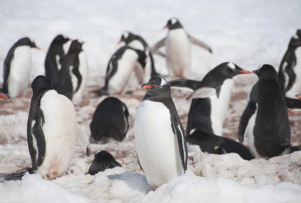 Kinnriemen-Pinguine auf antarktischer Insel — Stockfoto