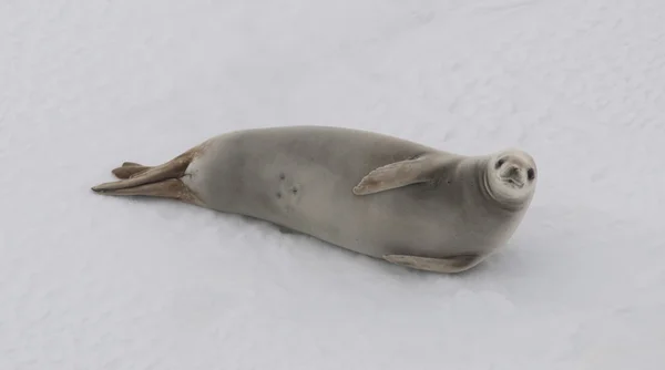 Siegel auf dem Schnee. antarktis — Stockfoto