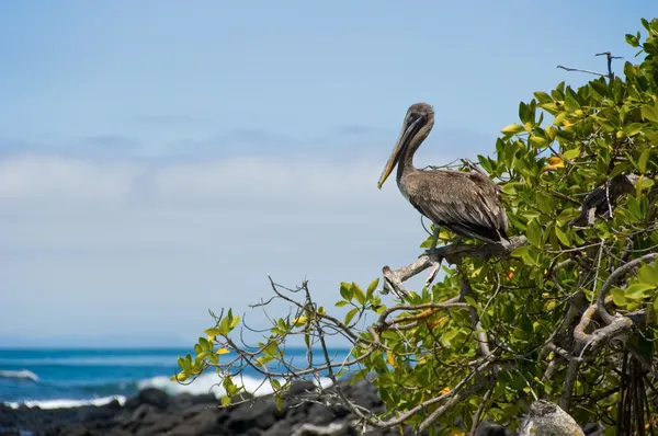 Pelican on the tree — Stock Photo, Image