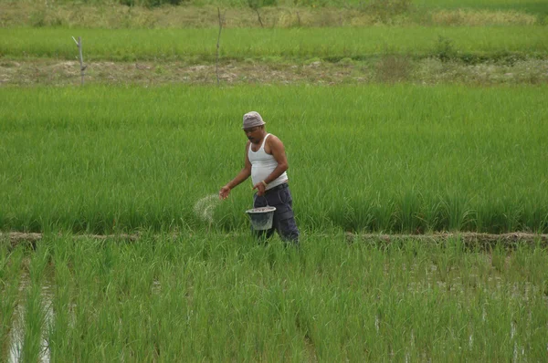 Agricultor en el campo de arroz. Sumatra, Indonesia —  Fotos de Stock