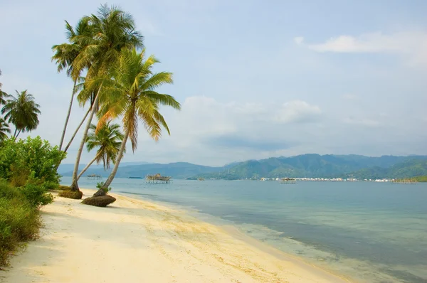 Пальма на острове — стоковое фото
