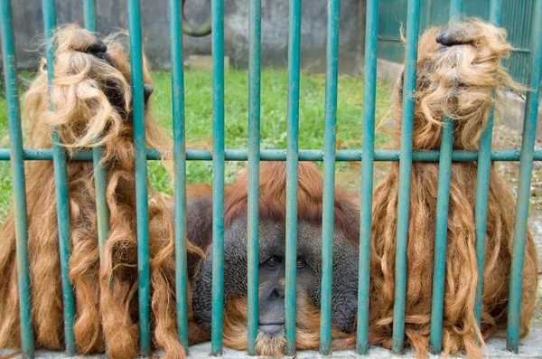 Droevige aap in de dierentuin — Stockfoto