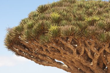 ejderha ağacı. Sokotra adasında, Yemen