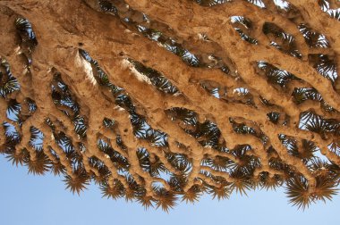ejderha ağacı. Sokotra adasında, Yemen