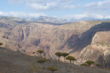 Kanyon ve dragon ağaçlar. Sokotra Adası, yemen
