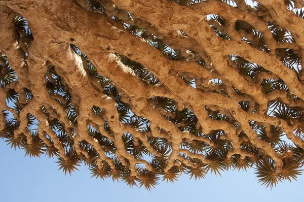 Dragon tree. Socotra island, Yemen — Stock Photo, Image