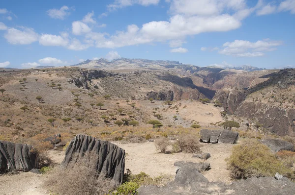 Cañón y dragones. Isla de Socotra, Yemen — Foto de Stock