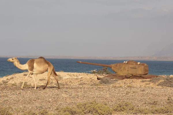 Верблюд и танк в море стоимость острова Сокотра, Йемен — стоковое фото