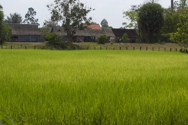 Campo de arroz en Camboya —  Fotos de Stock