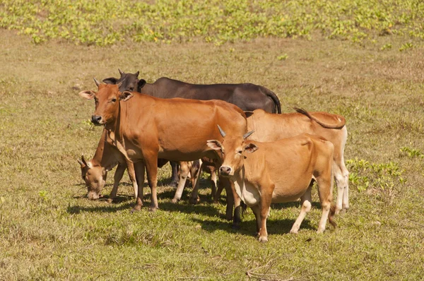 Mucche sull'isola di Sukorn, Thailandia — Foto Stock