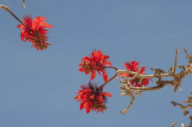 çiçek on ağacının dalları. Palawan, Filipinler