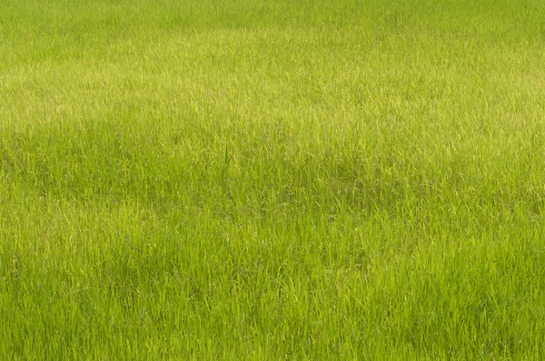 Campo de arroz no Camboja — Fotografia de Stock