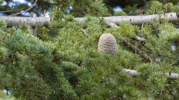 Ceder Het Natuurreservaat Shouf Cedar Libanon — Stockfoto