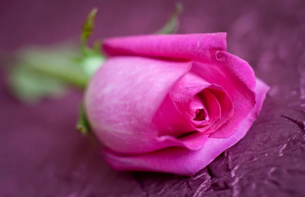 Paarse rose — Stockfoto