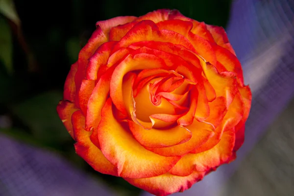 Žlutá červená růže — Stock fotografie