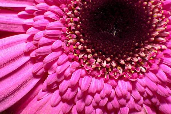 Rosa gerbera blomma Stockfoto