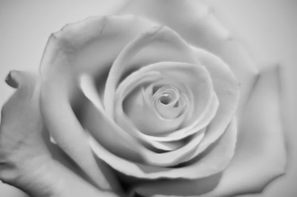 Rosa primer plano blanco y negro — Foto de Stock