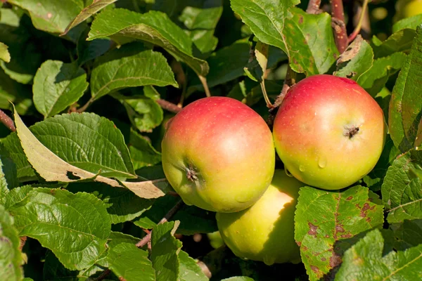 Three apples on the branch of an apple-tree