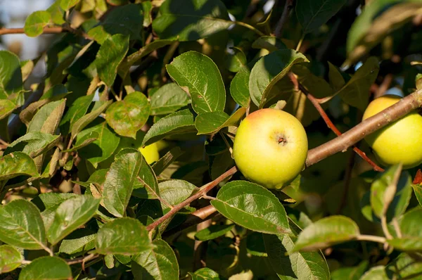 Yellow apple the branch in green foliage