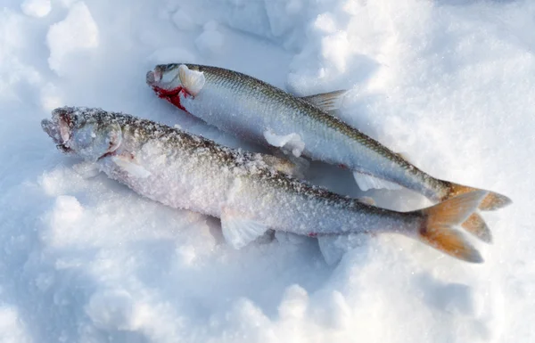 Two Fish Smelt lying in the snow.