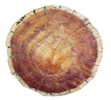 En iyi ağaç kütüğü