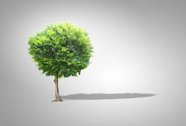 Tree isolated — Stock Photo, Image