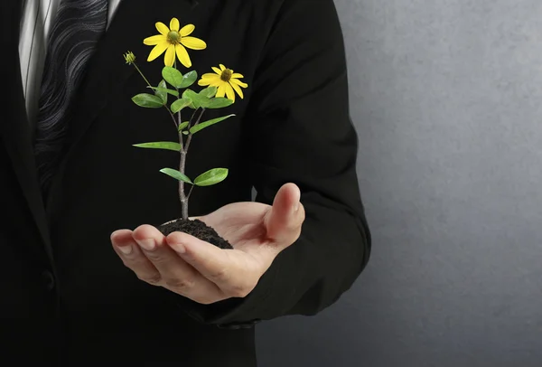 Planta verde en la mano — Foto de Stock