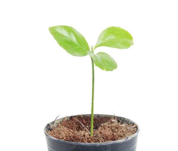 Ung grön växt — Stockfoto